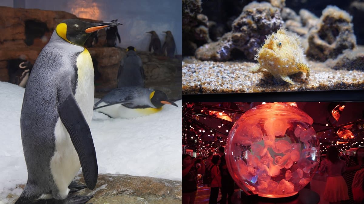 北部最大「XPARK」水族館8/7開幕!13個必看亮點:12公尺巨型水槽、企鵝咖啡廳