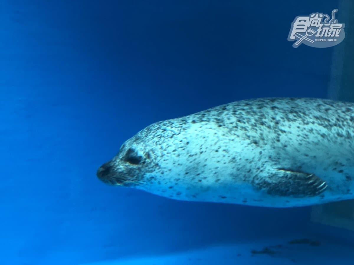 北部最大「XPARK」水族館8/7開幕!13個必看亮點:12公尺巨型水槽、企鵝咖啡廳 北部最大「XPARK」水族館8/7開幕!13個必看亮點:12公尺巨型水槽、企鵝咖啡廳
