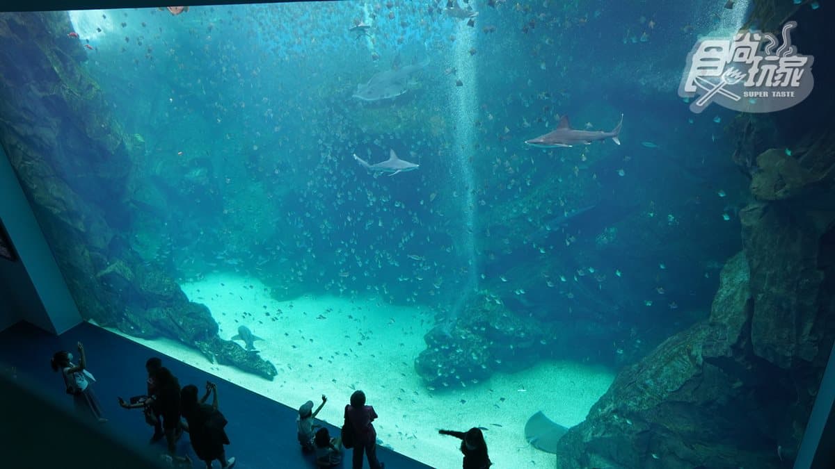 北部最大「XPARK」水族館8/7開幕!13個必看亮點:12公尺巨型水槽、企鵝咖啡廳 北部最大「XPARK」水族館8/7開幕!13個必看亮點:12公尺巨型水槽、企鵝咖啡廳
