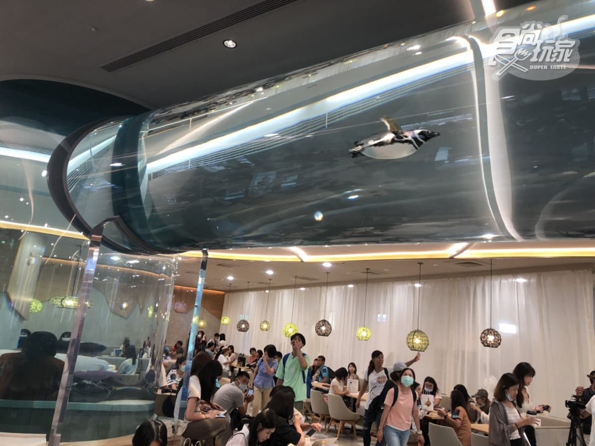 北部最大「XPARK」水族館8/7開幕!13個必看亮點:12公尺巨型水槽、企鵝咖啡廳 北部最大「XPARK」水族館8/7開幕!13個必看亮點:12公尺巨型水槽、企鵝咖啡廳