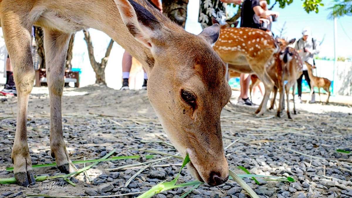 【全台20個親子動物農場】超可愛動物朋友集合啦!羊駝、狐獴、小鴨、毛兔、萌萌豬,還有斑比陪賽跑 【全台20個親子動物農場】超可愛動物朋友集合啦!羊駝、狐獴、小鴨、毛兔、萌萌豬,還有斑比陪賽跑