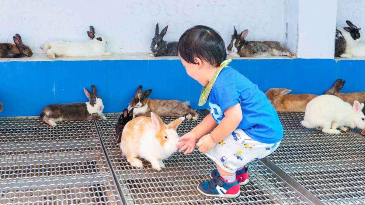 【全台20個親子動物農場】超可愛動物朋友集合啦!羊駝、狐獴、小鴨、毛兔、萌萌豬,還有斑比陪賽跑 【全台20個親子動物農場】超可愛動物朋友集合啦!羊駝、狐獴、小鴨、毛兔、萌萌豬,還有斑比陪賽跑