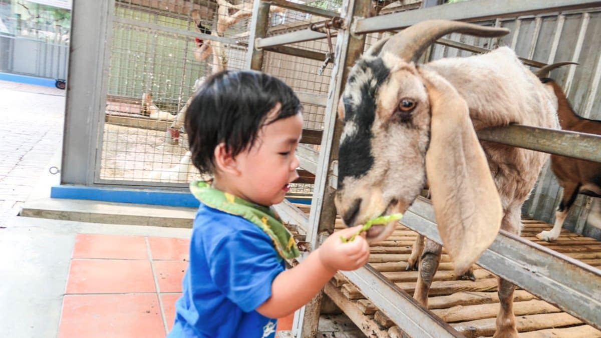 【全台20個親子動物農場】超可愛動物朋友集合啦!羊駝、狐獴、小鴨、毛兔、萌萌豬,還有斑比陪賽跑 【全台20個親子動物農場】超可愛動物朋友集合啦!羊駝、狐獴、小鴨、毛兔、萌萌豬,還有斑比陪賽跑