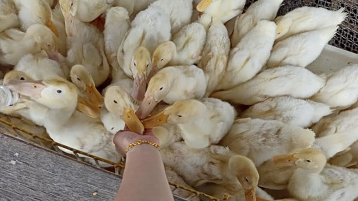 【全台20個親子動物農場】超可愛動物朋友集合啦!羊駝、狐獴、小鴨、毛兔、萌萌豬,還有斑比陪賽跑 【全台20個親子動物農場】超可愛動物朋友集合啦!羊駝、狐獴、小鴨、毛兔、萌萌豬,還有斑比陪賽跑