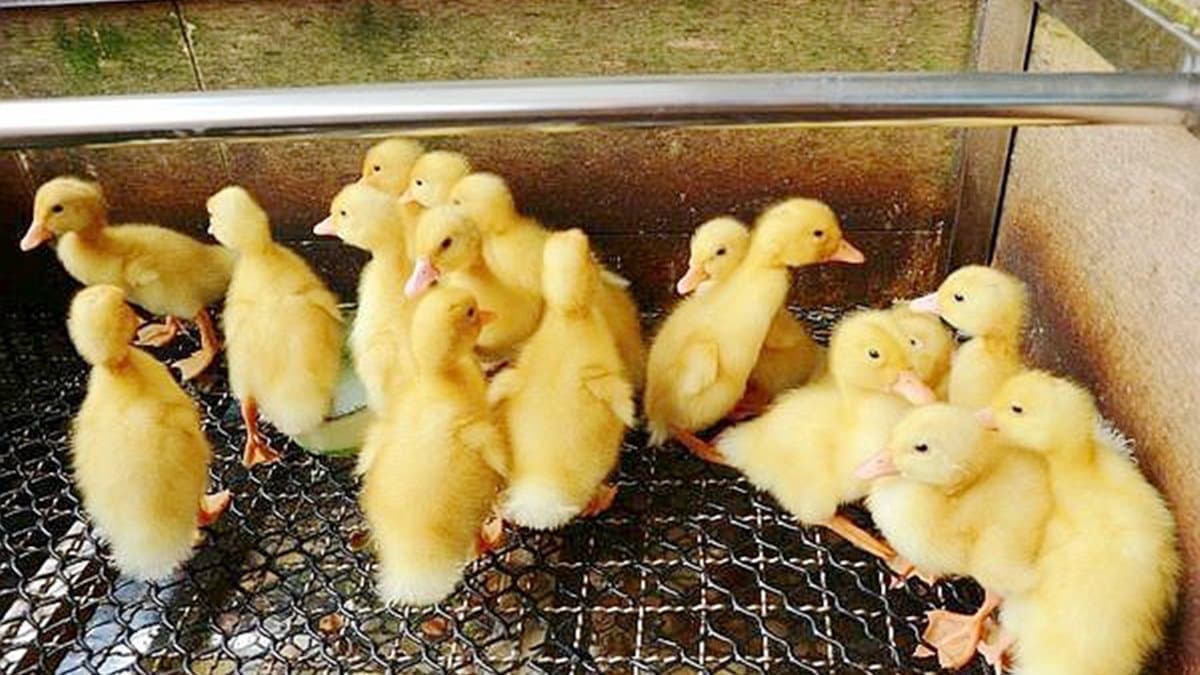 【全台20個親子動物農場】超可愛動物朋友集合啦!羊駝、狐獴、小鴨、毛兔、萌萌豬,還有斑比陪賽跑 【全台20個親子動物農場】超可愛動物朋友集合啦!羊駝、狐獴、小鴨、毛兔、萌萌豬,還有斑比陪賽跑