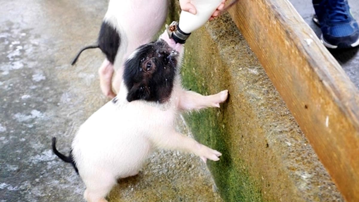【全台20個親子動物農場】超可愛動物朋友集合啦!羊駝、狐獴、小鴨、毛兔、萌萌豬,還有斑比陪賽跑 【全台20個親子動物農場】超可愛動物朋友集合啦!羊駝、狐獴、小鴨、毛兔、萌萌豬,還有斑比陪賽跑