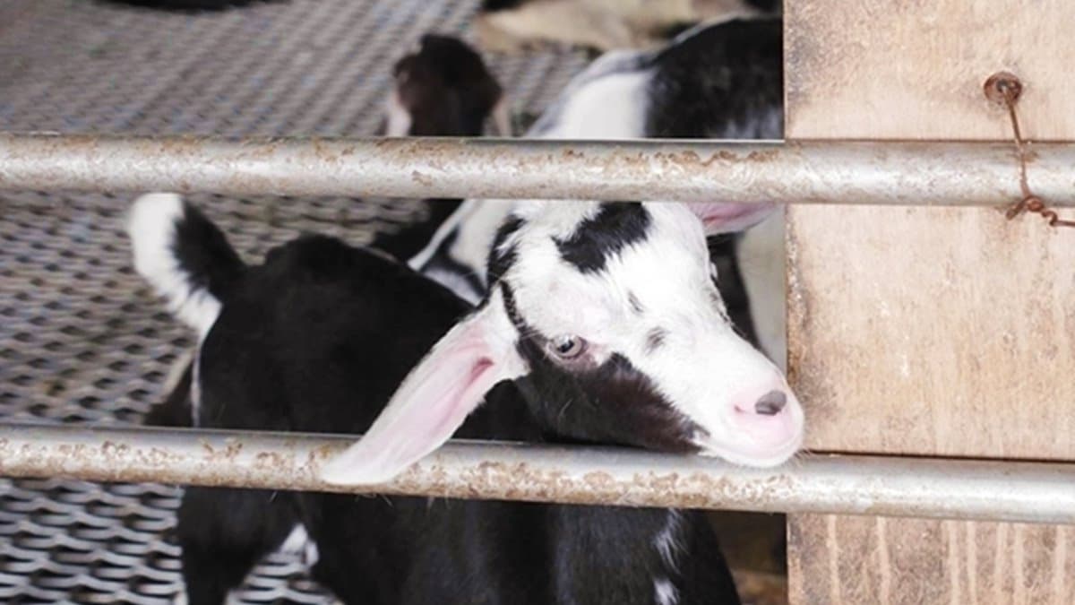 【全台20個親子動物農場】超可愛動物朋友集合啦!羊駝、狐獴、小鴨、毛兔、萌萌豬,還有斑比陪賽跑 【全台20個親子動物農場】超可愛動物朋友集合啦!羊駝、狐獴、小鴨、毛兔、萌萌豬,還有斑比陪賽跑