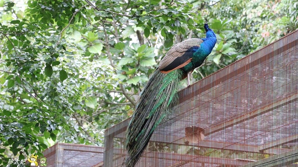 【全台20個親子動物農場】超可愛動物朋友集合啦!羊駝、狐獴、小鴨、毛兔、萌萌豬,還有斑比陪賽跑 【全台20個親子動物農場】超可愛動物朋友集合啦!羊駝、狐獴、小鴨、毛兔、萌萌豬,還有斑比陪賽跑