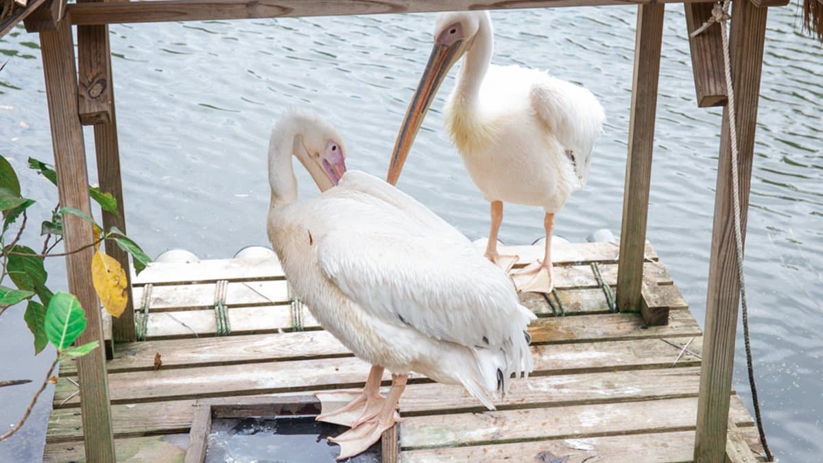 【全台20個親子動物農場】超可愛動物朋友集合啦!羊駝、狐獴、小鴨、毛兔、萌萌豬,還有斑比陪賽跑 【全台20個親子動物農場】超可愛動物朋友集合啦!羊駝、狐獴、小鴨、毛兔、萌萌豬,還有斑比陪賽跑