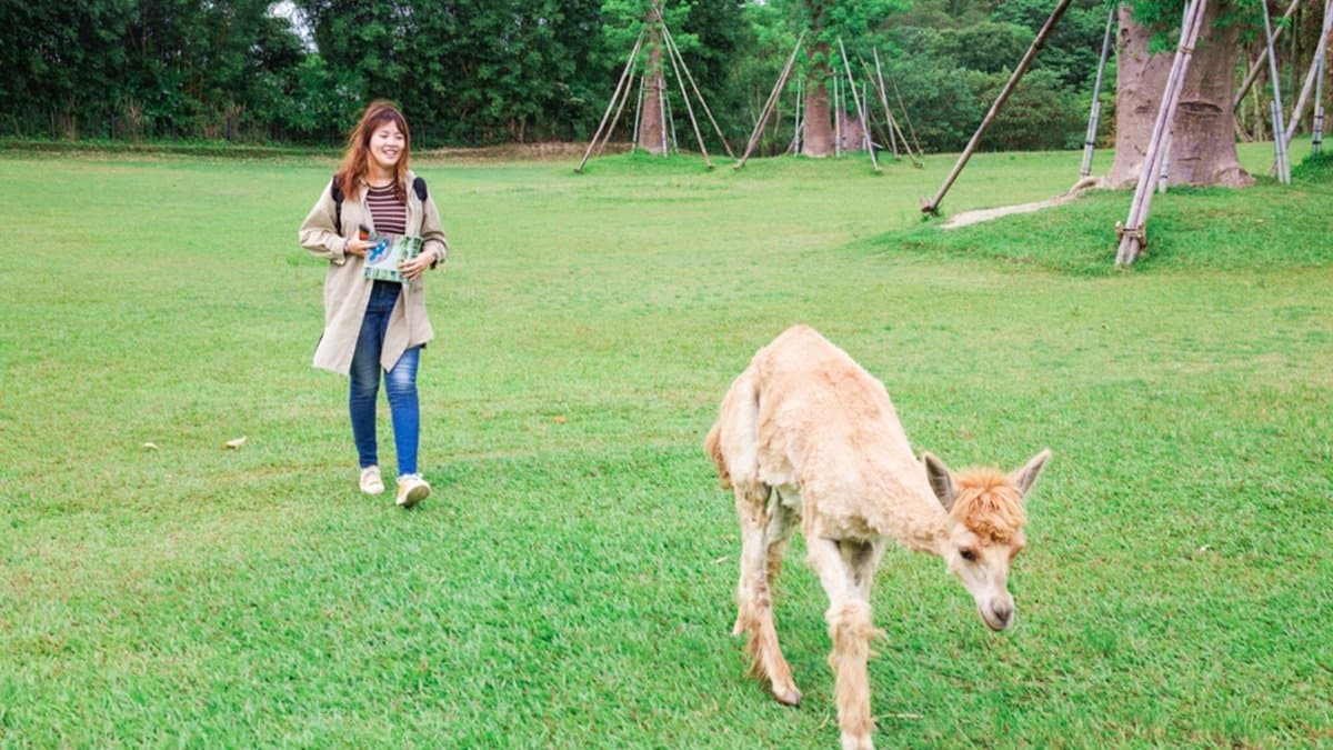 【全台20個親子動物農場】超可愛動物朋友集合啦!羊駝、狐獴、小鴨、毛兔、萌萌豬,還有斑比陪賽跑 【全台20個親子動物農場】超可愛動物朋友集合啦!羊駝、狐獴、小鴨、毛兔、萌萌豬,還有斑比陪賽跑