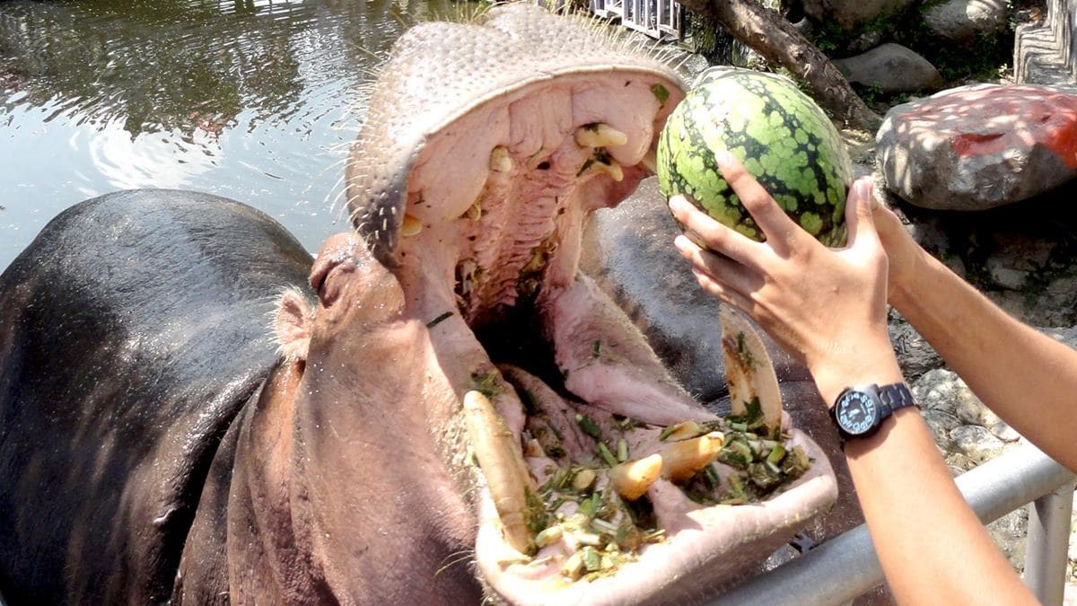【全台20個親子動物農場】超可愛動物朋友集合啦!羊駝、狐獴、小鴨、毛兔、萌萌豬,還有斑比陪賽跑 【全台20個親子動物農場】超可愛動物朋友集合啦!羊駝、狐獴、小鴨、毛兔、萌萌豬,還有斑比陪賽跑