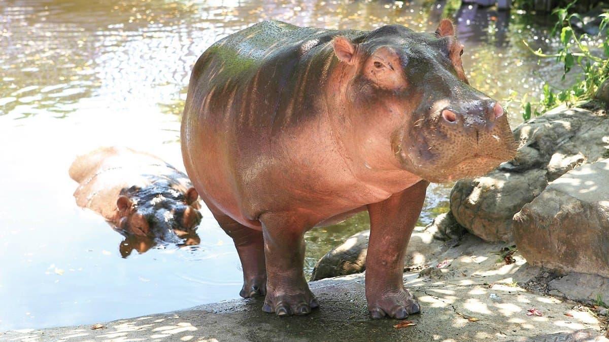 【全台20個親子動物農場】超可愛動物朋友集合啦!羊駝、狐獴、小鴨、毛兔、萌萌豬,還有斑比陪賽跑 【全台20個親子動物農場】超可愛動物朋友集合啦!羊駝、狐獴、小鴨、毛兔、萌萌豬,還有斑比陪賽跑