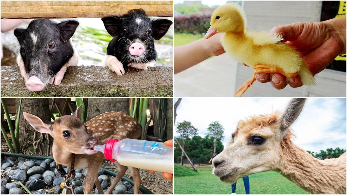 【全台20個親子動物農場】超可愛動物朋友集合啦!羊駝、狐獴、小鴨、毛兔、萌萌豬,還有斑比陪賽跑