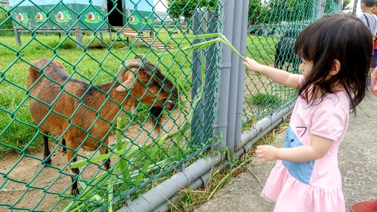 【全台20個親子動物農場】超可愛動物朋友集合啦!羊駝、狐獴、小鴨、毛兔、萌萌豬,還有斑比陪賽跑 【全台20個親子動物農場】超可愛動物朋友集合啦!羊駝、狐獴、小鴨、毛兔、萌萌豬,還有斑比陪賽跑