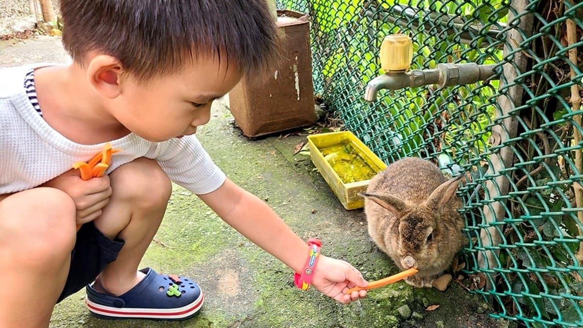 【全台20個親子動物農場】超可愛動物朋友集合啦!羊駝、狐獴、小鴨、毛兔、萌萌豬,還有斑比陪賽跑 【全台20個親子動物農場】超可愛動物朋友集合啦!羊駝、狐獴、小鴨、毛兔、萌萌豬,還有斑比陪賽跑