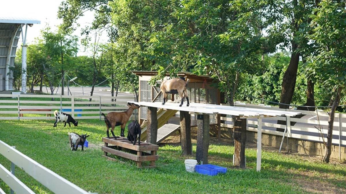 【全台20個親子動物農場】超可愛動物朋友集合啦!羊駝、狐獴、小鴨、毛兔、萌萌豬,還有斑比陪賽跑 【全台20個親子動物農場】超可愛動物朋友集合啦!羊駝、狐獴、小鴨、毛兔、萌萌豬,還有斑比陪賽跑