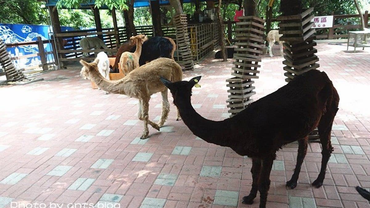 【全台20個親子動物農場】超可愛動物朋友集合啦!羊駝、狐獴、小鴨、毛兔、萌萌豬,還有斑比陪賽跑 【全台20個親子動物農場】超可愛動物朋友集合啦!羊駝、狐獴、小鴨、毛兔、萌萌豬,還有斑比陪賽跑