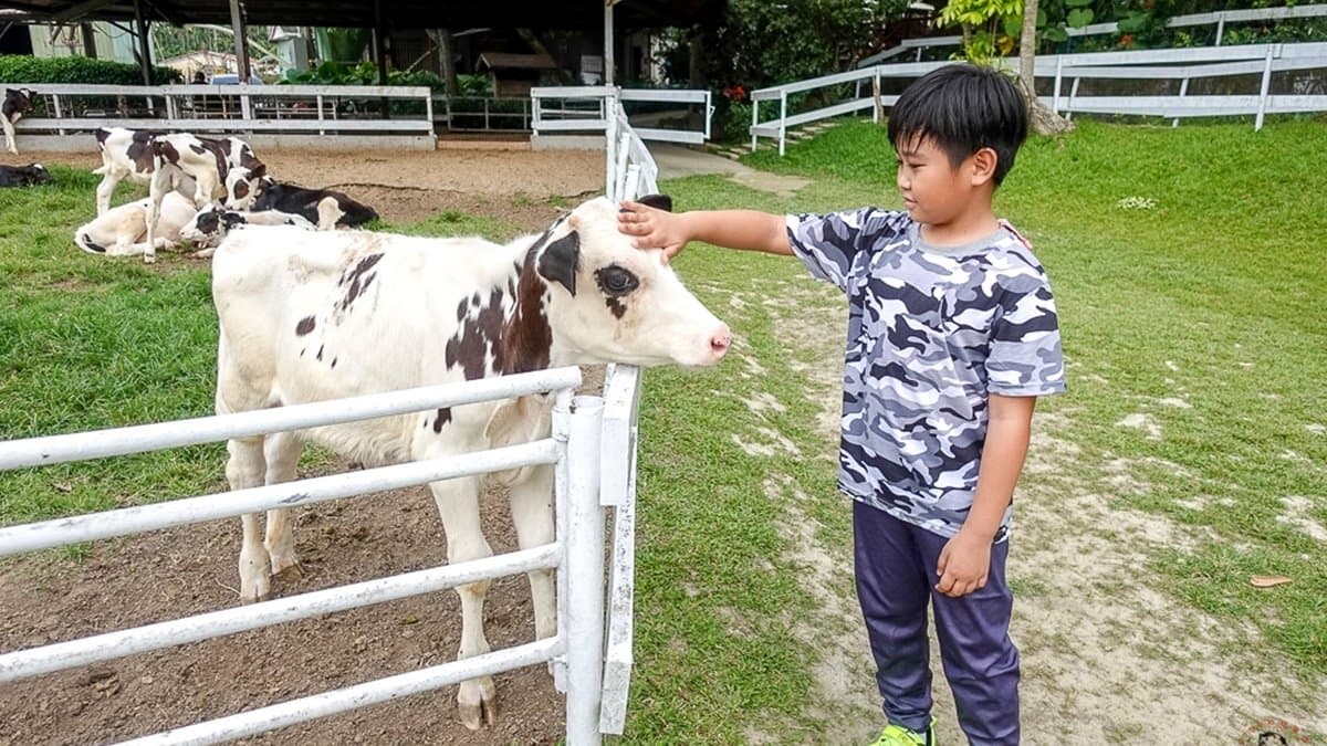 【全台20個親子動物農場】超可愛動物朋友集合啦!羊駝、狐獴、小鴨、毛兔、萌萌豬,還有斑比陪賽跑 【全台20個親子動物農場】超可愛動物朋友集合啦!羊駝、狐獴、小鴨、毛兔、萌萌豬,還有斑比陪賽跑