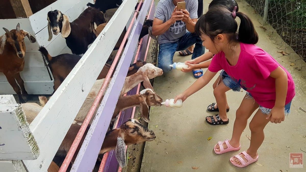 【全台20個親子動物農場】超可愛動物朋友集合啦!羊駝、狐獴、小鴨、毛兔、萌萌豬,還有斑比陪賽跑 【全台20個親子動物農場】超可愛動物朋友集合啦!羊駝、狐獴、小鴨、毛兔、萌萌豬,還有斑比陪賽跑