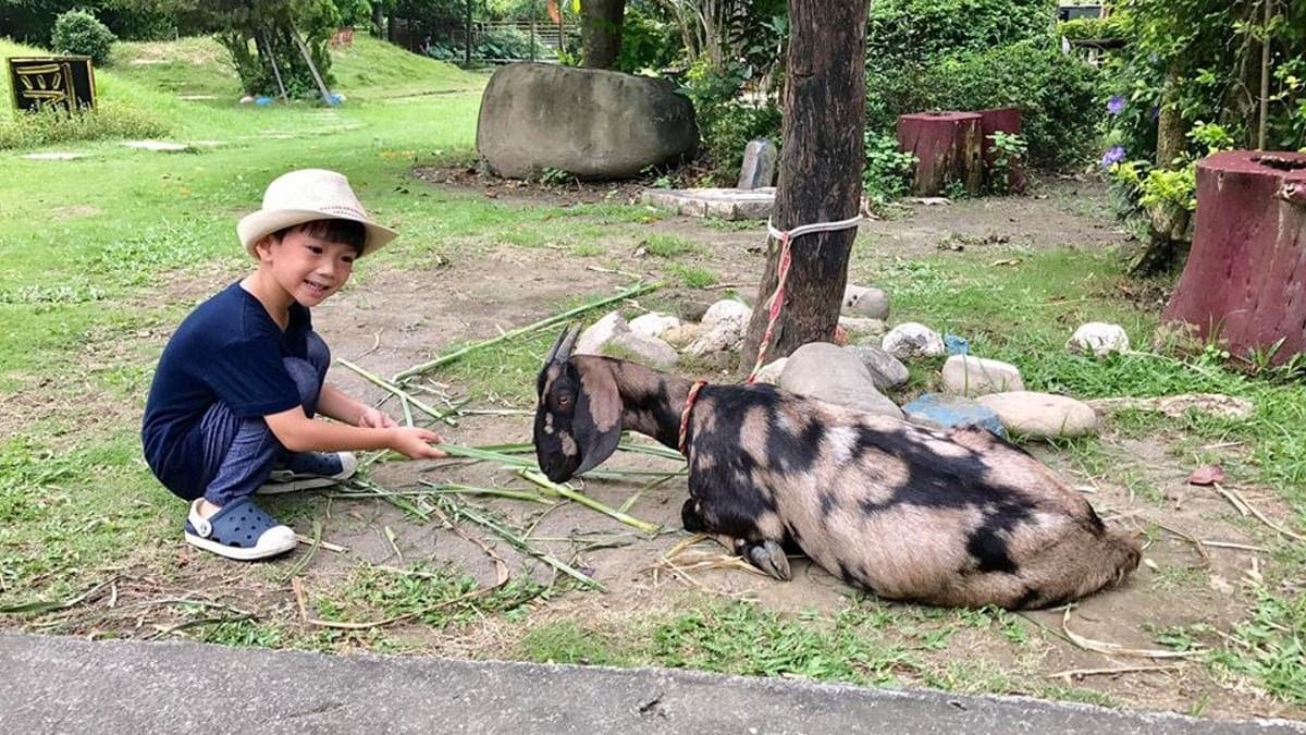 【全台20個親子動物農場】超可愛動物朋友集合啦!羊駝、狐獴、小鴨、毛兔、萌萌豬,還有斑比陪賽跑 【全台20個親子動物農場】超可愛動物朋友集合啦!羊駝、狐獴、小鴨、毛兔、萌萌豬,還有斑比陪賽跑