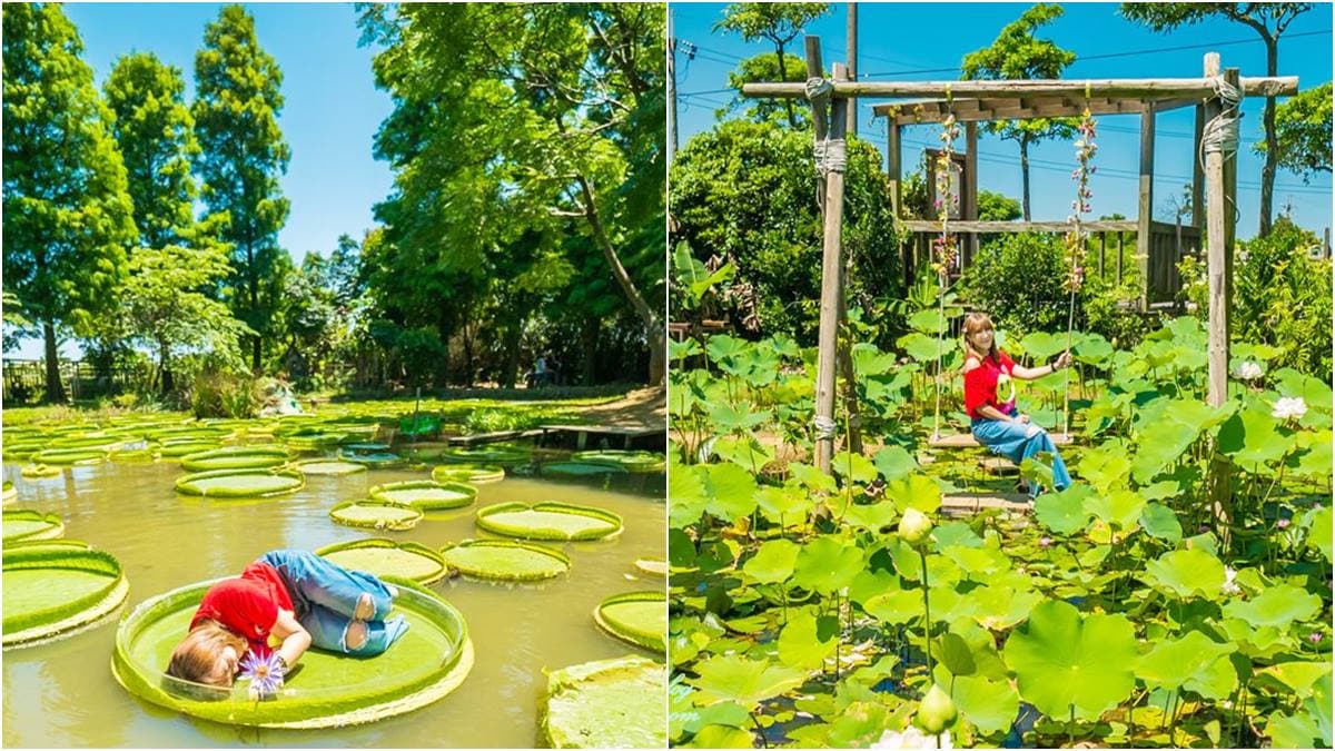 就用農遊券來坐「大王蓮」吧!躺著當拇指公主最可愛,水上鞦韆拍仙女照