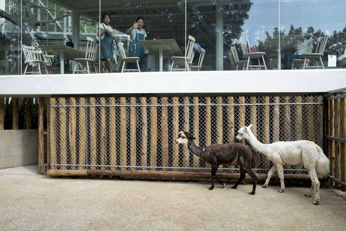 捲毛兄弟報到!愛吐口水的羊駝「咖啡、牛奶」新竹動物園入厝囉 捲毛兄弟報到!愛吐口水的羊駝「咖啡、牛奶」新竹動物園入厝囉