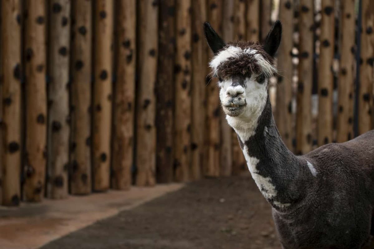 捲毛兄弟報到!愛吐口水的羊駝「咖啡、牛奶」新竹動物園入厝囉 捲毛兄弟報到!愛吐口水的羊駝「咖啡、牛奶」新竹動物園入厝囉