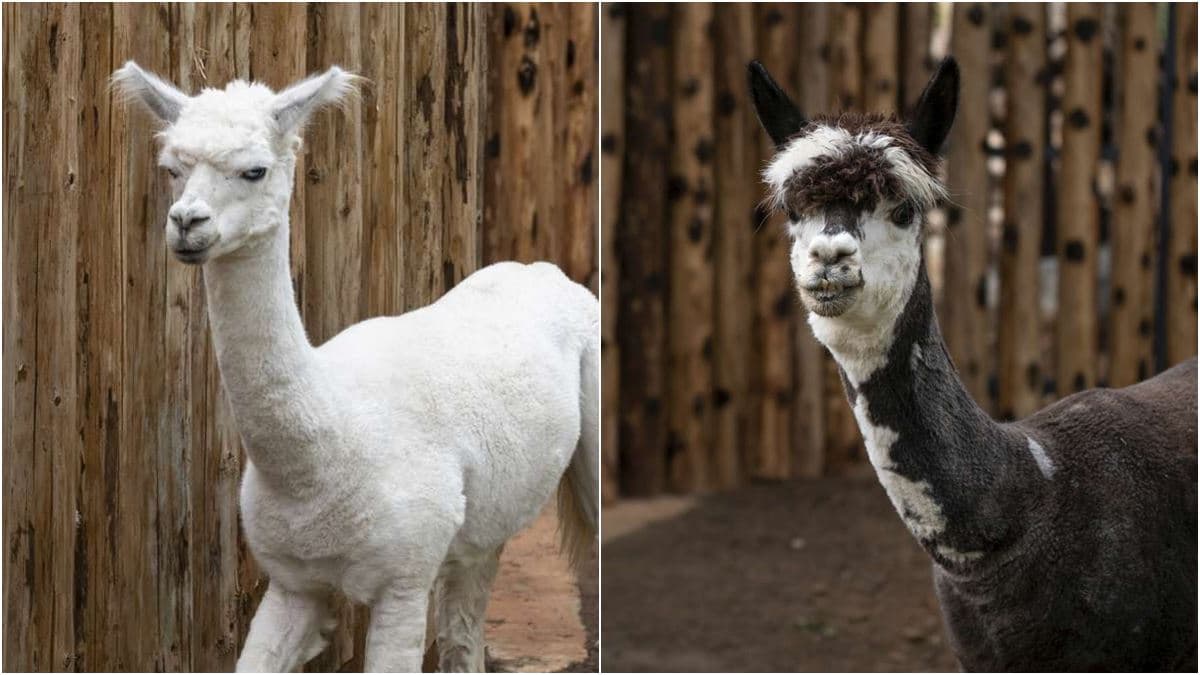 捲毛兄弟報到!愛吐口水的羊駝「咖啡、牛奶」新竹動物園入厝囉