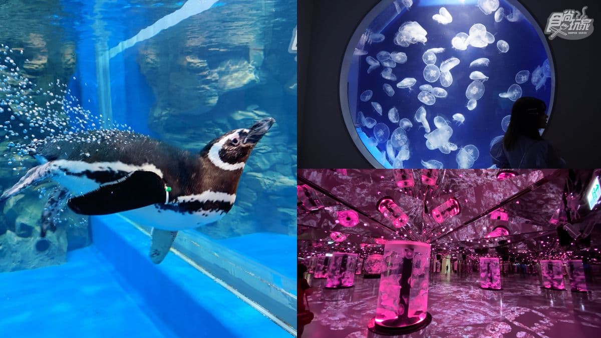 不用搶票了!桃園超夯「XPARK」水族館,新增「現場售票」方式