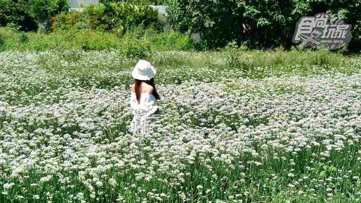 期間限定「9月雪」,大溪韭菜花海追了沒?免費拍照賞花點公開