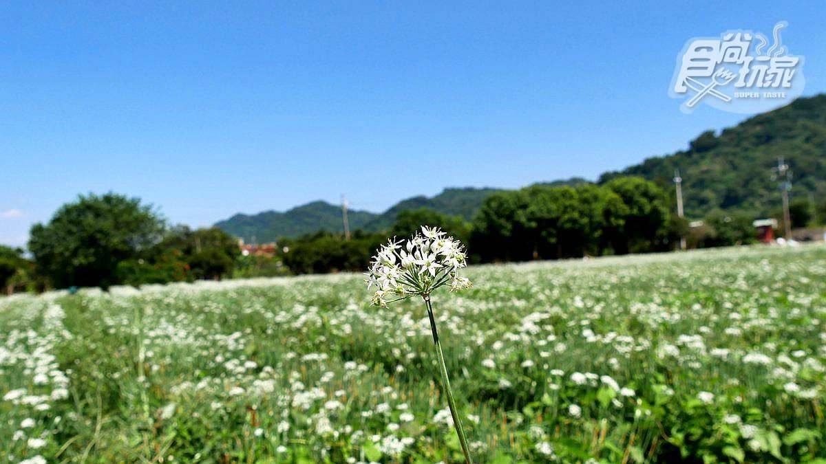 期間限定「9月雪」,大溪韭菜花海追了沒?免費拍照賞花點公開 期間限定「9月雪」,大溪韭菜花海追了沒?免費拍照賞花點公開