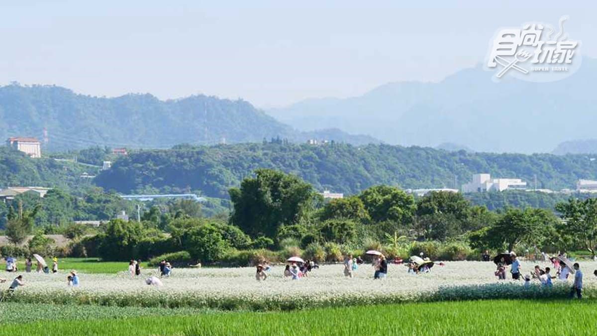 期間限定「9月雪」,大溪韭菜花海追了沒?免費拍照賞花點公開 期間限定「9月雪」,大溪韭菜花海追了沒?免費拍照賞花點公開