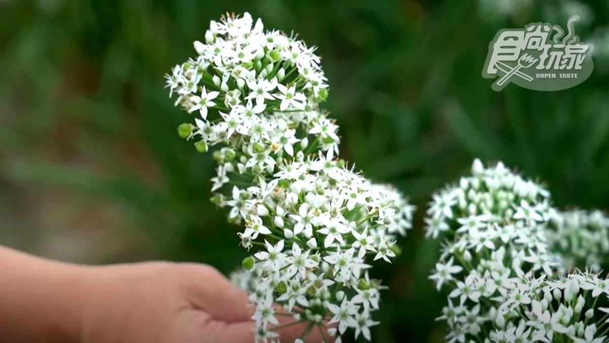 美拍浪漫純白「九月雪」韭菜花海!大溪二日遊提案,找超美味無名炸雞、賣漢堡的消防車 美拍浪漫純白「九月雪」韭菜花海!大溪二日遊提案,找超美味無名炸雞、賣漢堡的消防車