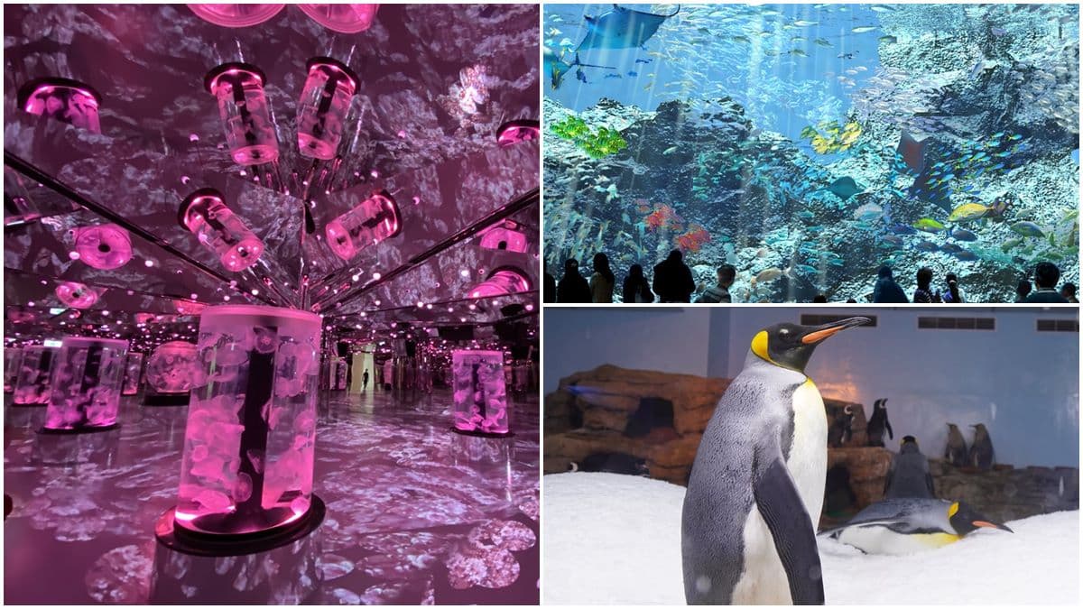 電視節目首曝光!桃園「Xpark」水族館全攻略,必拍8公尺高水槽、虹光水母牆