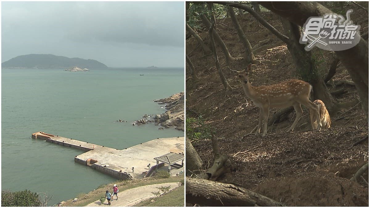 台版奈良再升級!馬祖大坵島和野生小鹿近距離互動,還能賞360度無敵海景