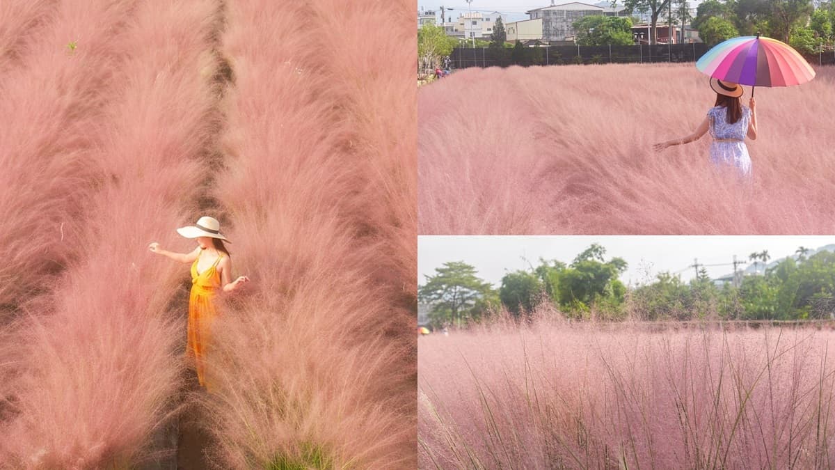 一秒飛韓國!全台獨有「粉紅色芒草」這裡拍,每人50元都能當網美