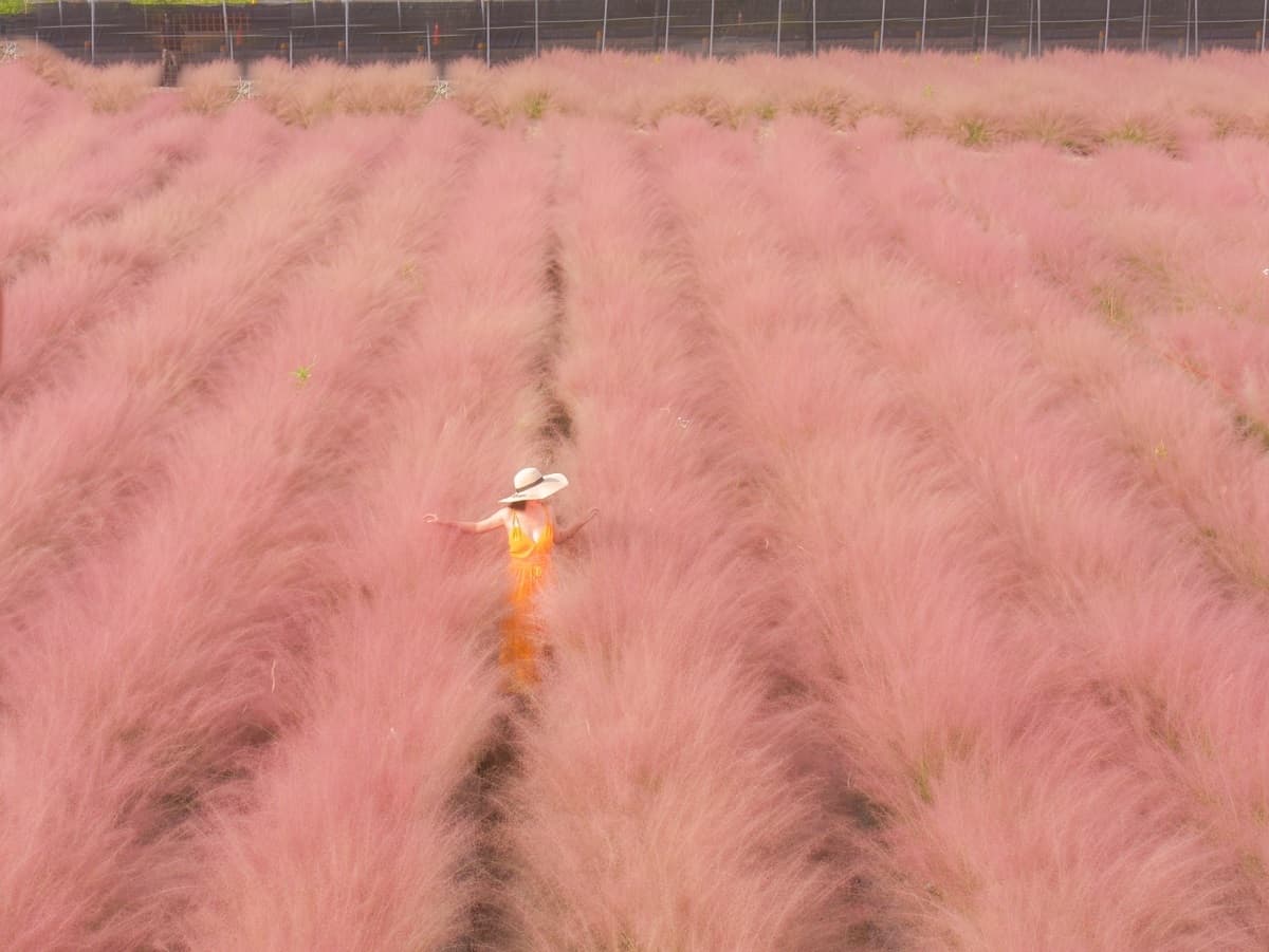 一秒飛韓國!全台獨有「粉紅色芒草」這裡拍,每人50元都能當網美 一秒飛韓國!全台獨有「粉紅色芒草」這裡拍,每人50元都能當網美