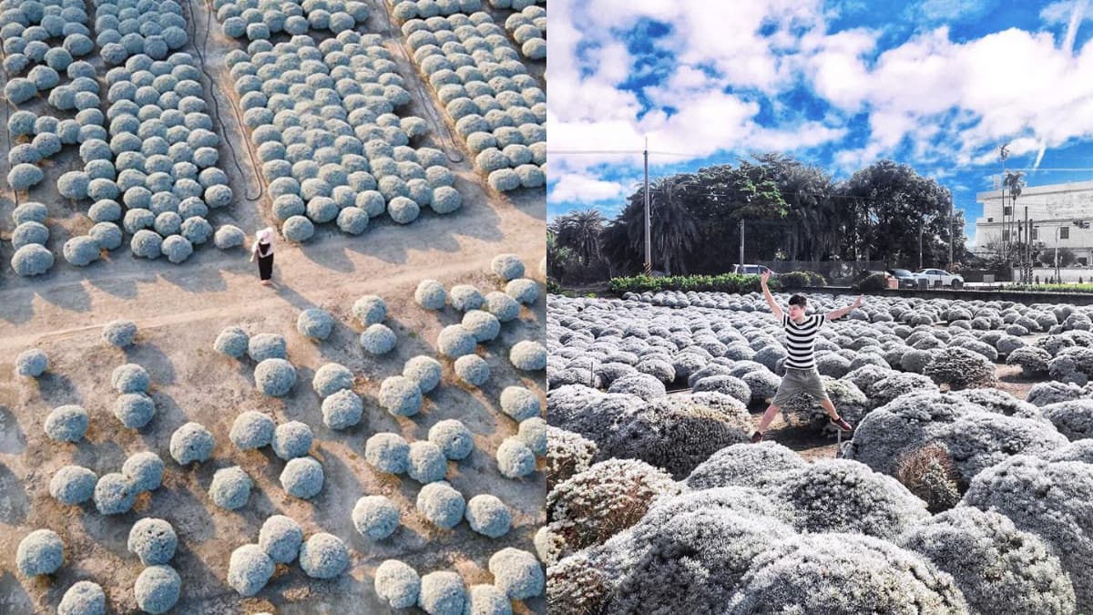 「雪白波波草」50元就能拍!彰化IG限定祕境,圓滾滾花海萌翻