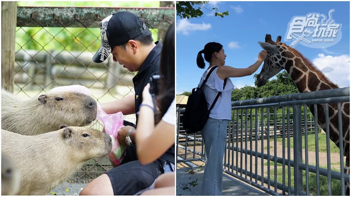 南台灣最大野生動物園!可近距離餵食療癒水豚君,還有超可愛長頸鹿會撒嬌