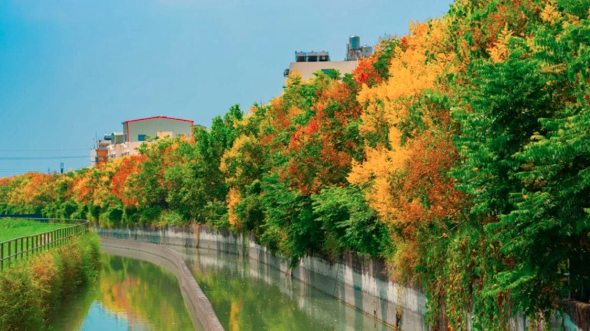 超美「三色樹」步道賞秋季限定美景!台南山海圳綠道欒樹開花,還能拍甜根子草10月雪
