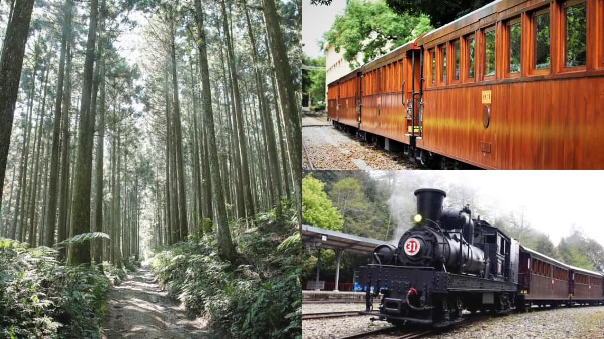搭全台唯一「檜木列車」賞楓了!森林遊樂區秋冬遊程出爐,還有「星空漫遊」超浪漫