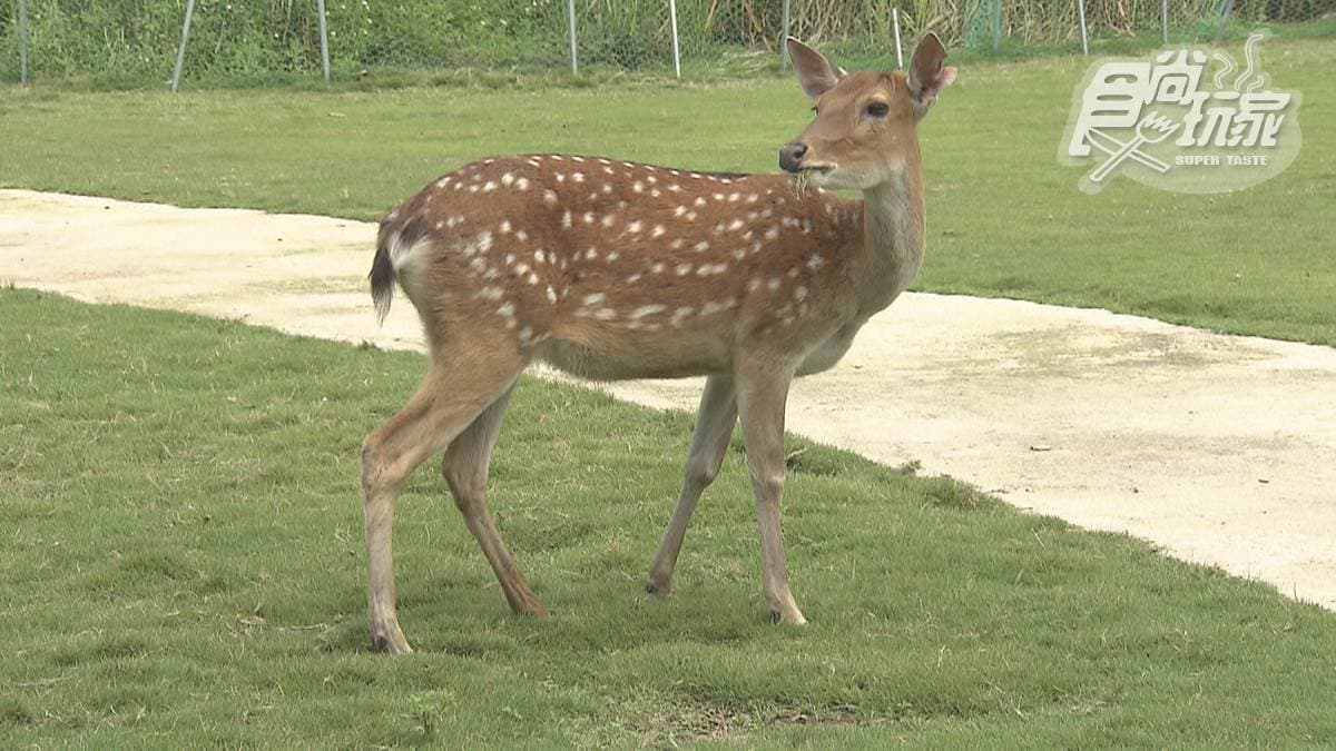逐鹿部落