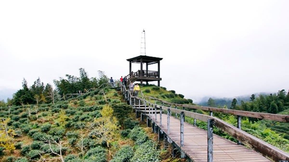 大崙山觀光茶園