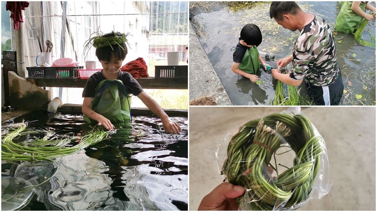 比採草莓更好玩!高雄「採野蓮」超適合親子同樂,鮮脆水蓮還能免費帶回家