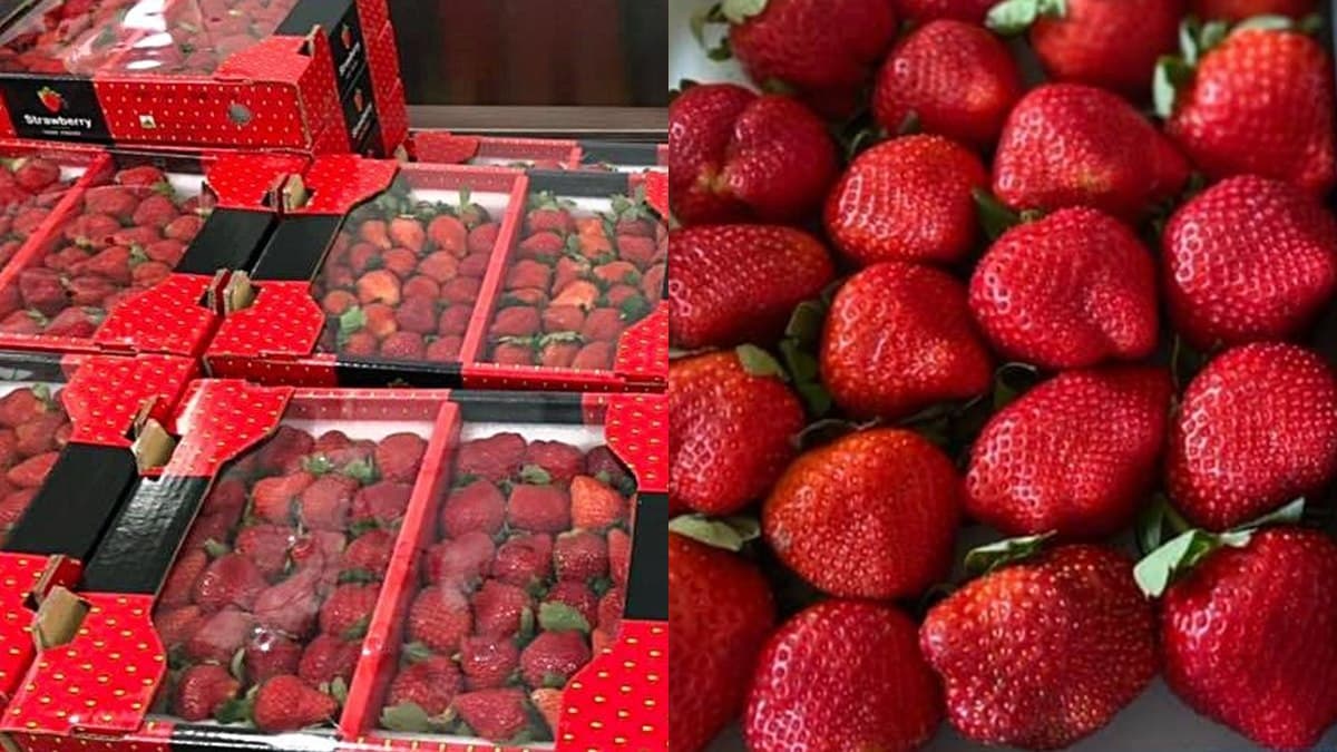 先別管黑色購物節!好市多鮮紅「大湖草莓」上架,網稱:「終於來了」