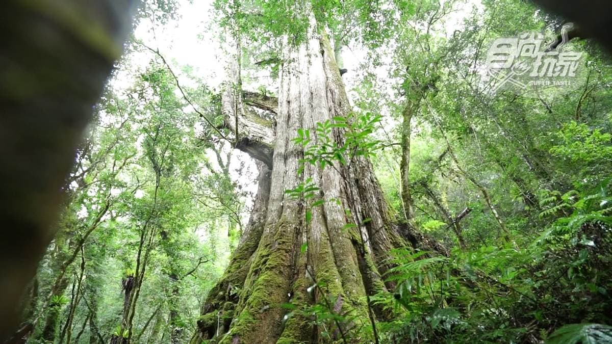 巨木登山口 img