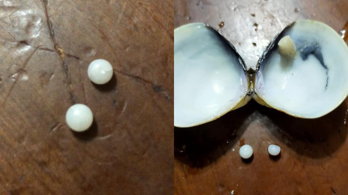 好市多蛤蜊驚見「珍珠」?!女嗨翻PO網,網揭真相竟是這個