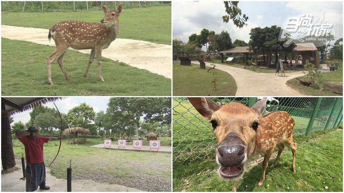 阿里山限定!嘉義全新祕境近距離餵鹿超療癒,還有射箭體驗等你玩