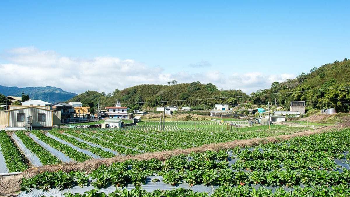 村長伯草莓園 img