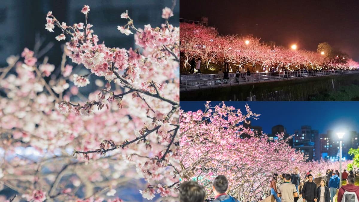 每年內湖必追賞櫻點!「2021樂活夜櫻季」這時登場,3公里櫻花大道準備狂拍